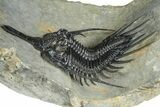 Impressive, Spiny Psychopyge Trilobite - Issoumour, Morocco #368577-3